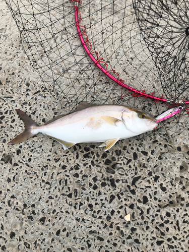 ショゴの釣果