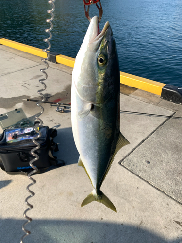 ハマチの釣果