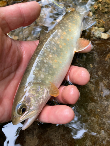 イワナの釣果