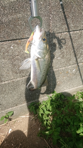 スズキの釣果