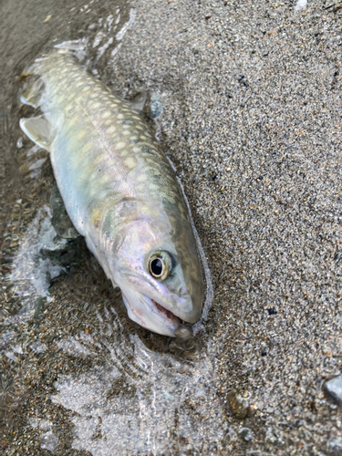 イワナの釣果