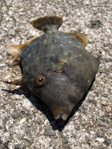 ウマヅラハギの釣果