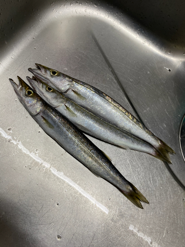 カマスの釣果