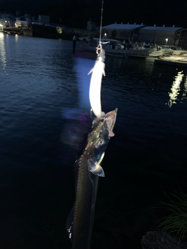 タチウオの釣果