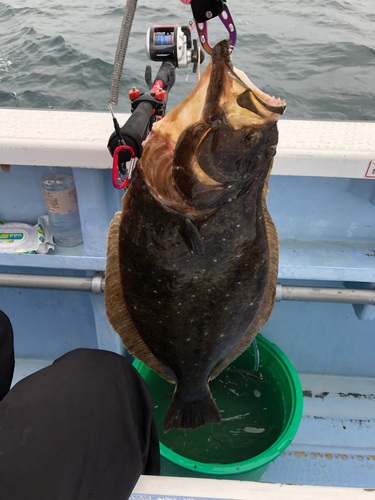 ヒラメの釣果