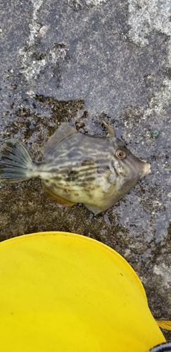 カワハギの釣果