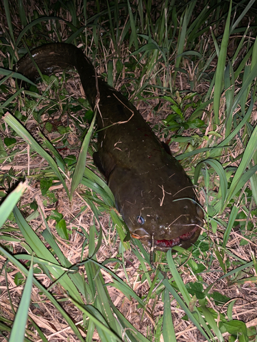 ナマズの釣果