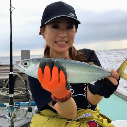 ゴマサバの釣果