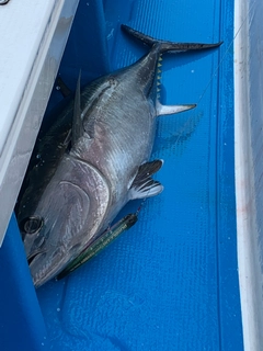 クロマグロの釣果