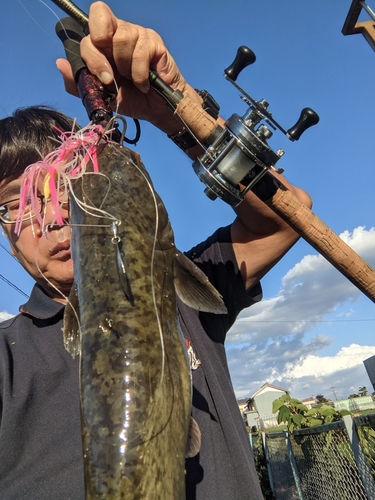 ナマズの釣果