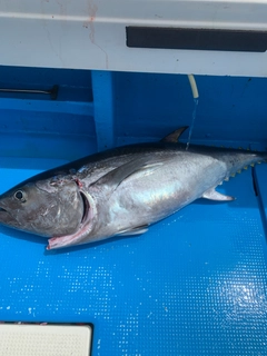 クロマグロの釣果