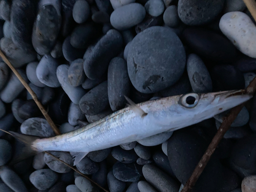 カマスの釣果