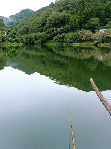 ヘラブナの釣果