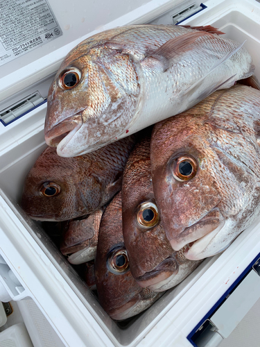 マダイの釣果