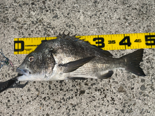 クロダイの釣果