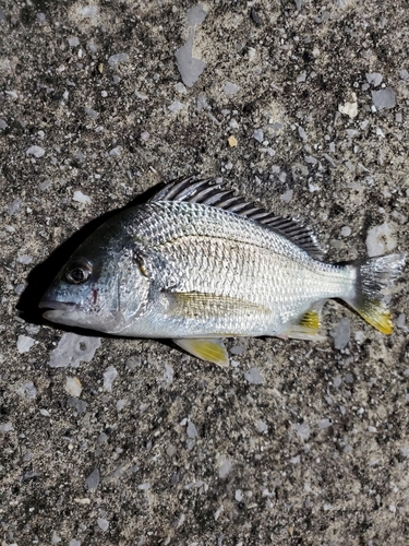 キビレの釣果