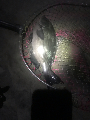 メジナの釣果