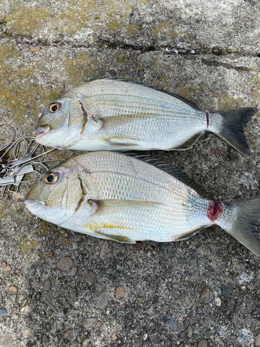 ヘダイの釣果