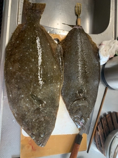 ヒラメの釣果