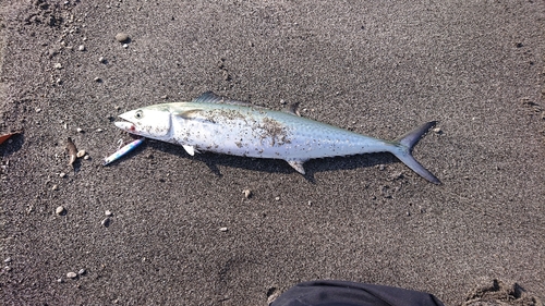 サゴシの釣果