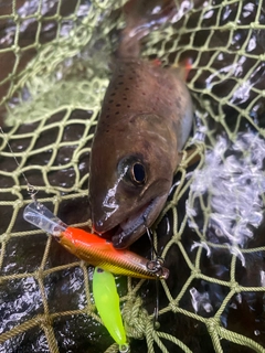 アマゴの釣果