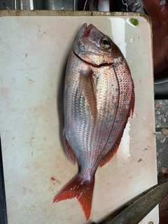 ハナダイの釣果