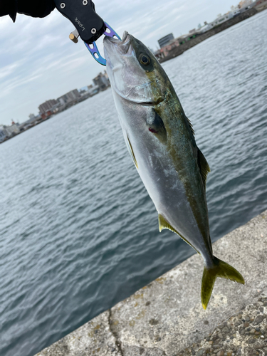 ヤズの釣果