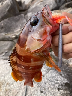 アカハタの釣果