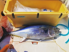 クロマグロの釣果