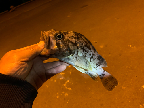 ソイの釣果