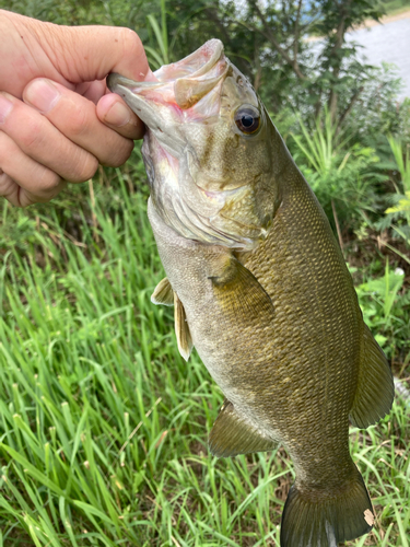 釣果