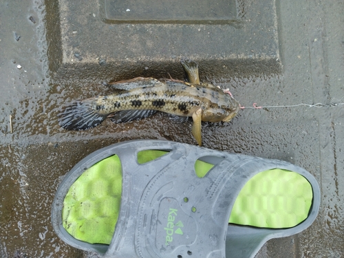 マハゼの釣果