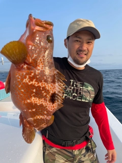 アコウの釣果