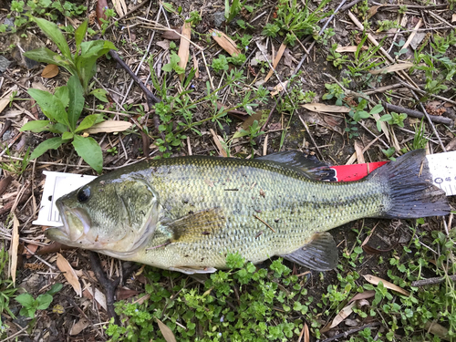 ブラックバスの釣果