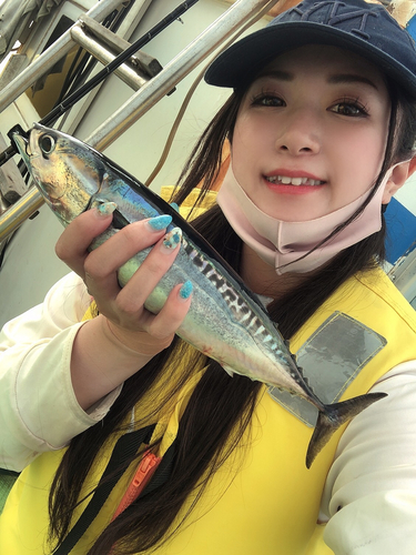 サバの釣果