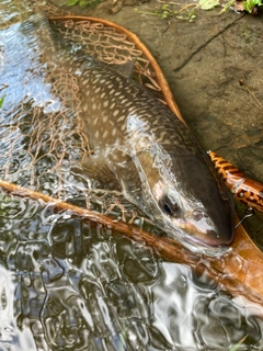 アメマスの釣果