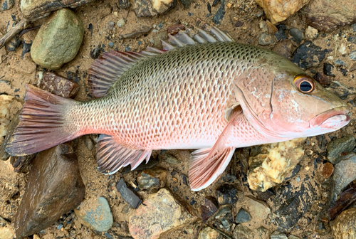 ゴマフエダイの釣果