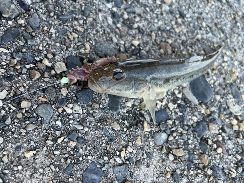 マハゼの釣果