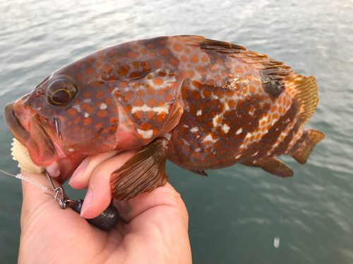 キジハタの釣果