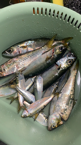 サバの釣果