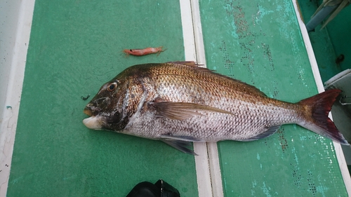 マダイの釣果