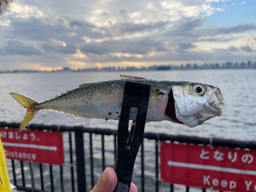 サバの釣果