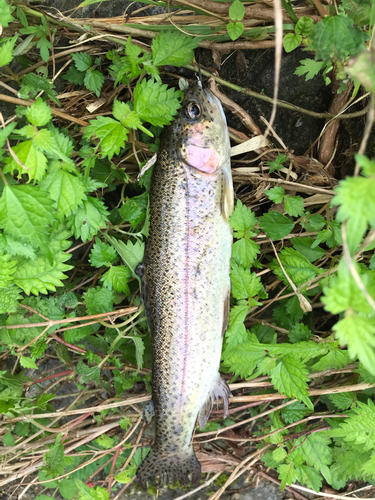 ニジマスの釣果