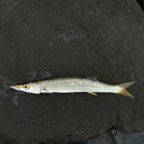 カマスの釣果