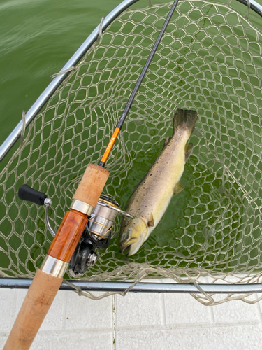 ブラウントラウトの釣果