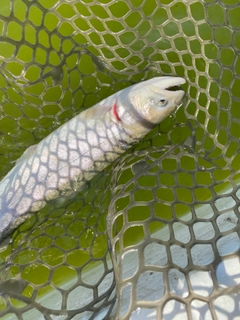 ブラウントラウトの釣果