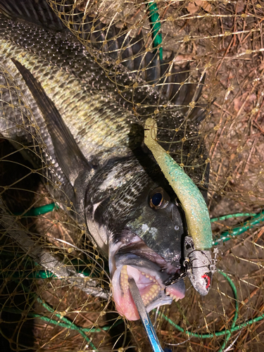 チヌの釣果