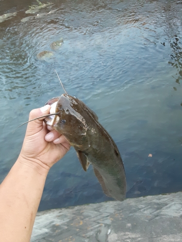 ナマズの釣果