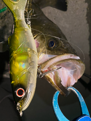 シーバスの釣果