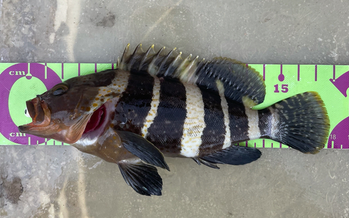 アオハタの釣果